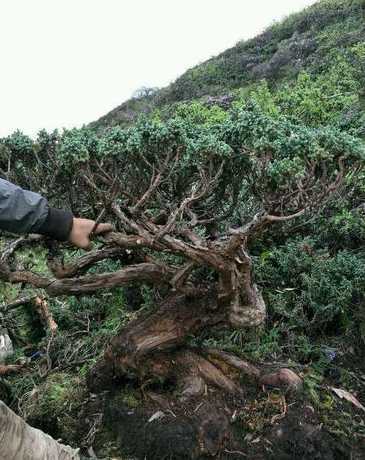地柏移栽后为什么会干 30年地柏移栽,出现枝叶干黄,是不是死了