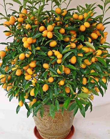 盆栽金桔什么品种的好 盆栽小金桔树怎么养可以结果多有好吃