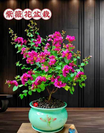 紫薇花的花语代表什么 紫薇花的花语是什么