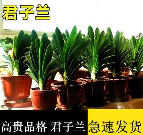 君子兰为什么这么难养 花店里买的君子兰为什么不好养呢