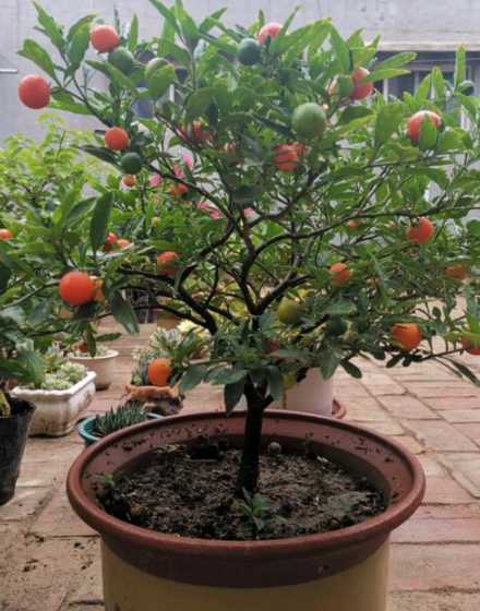 盆栽果树冬季怎么过冬 北方冬季室外盆栽苹果树怎么过冬