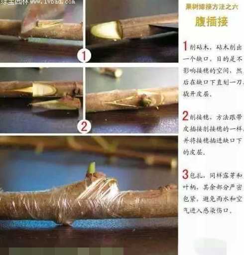 榕树怎么枝条怎么嫁接 榕树嫁接方法技巧