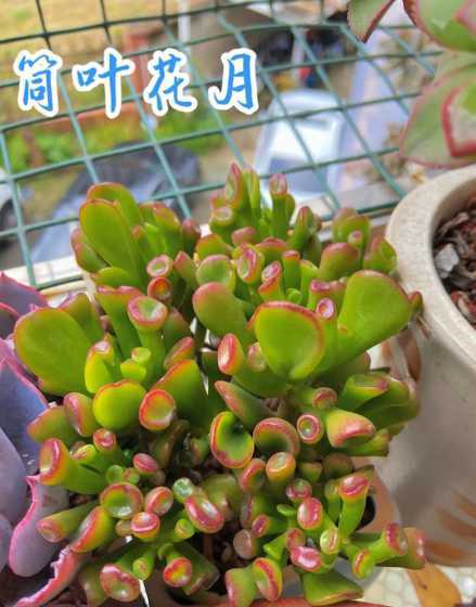 筒叶花月为什么有白点 筒叶花月黄叶的原因和处理办法