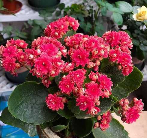 长寿花的怎么样花苞多 长寿花怎么促使长花苞,控水追肥/增光修剪