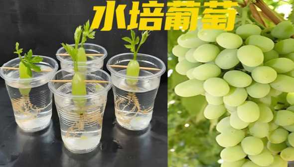 葡萄插上之后怎么浇水 葡萄树移栽后几天浇水