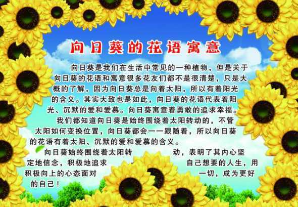 向日葵有什么特殊意义 梵高的向日葵有什么含义啊