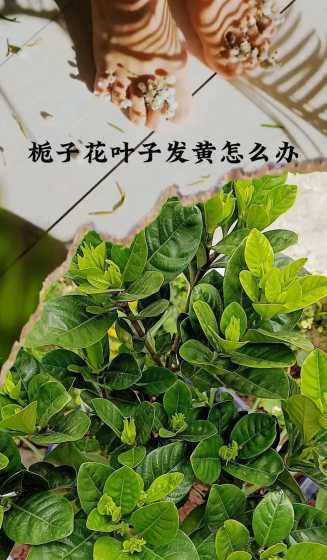 桅子花叶子为什么发黄 桅子花叶子发黄是怎么回事