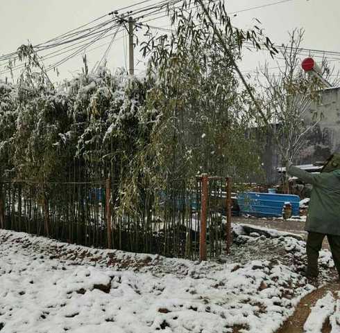 竹子冬天室外怎么处理 北方冬天竹子怎么防寒