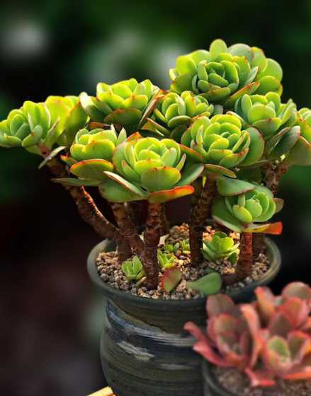 碧桃多肉开花怎么处理 多肉植物碧桃怎么养,碧桃开花后怎么养护