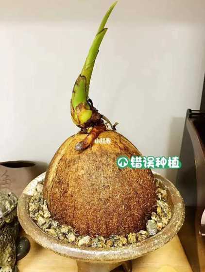 椰子播种的办法是什么 椰子怎么种