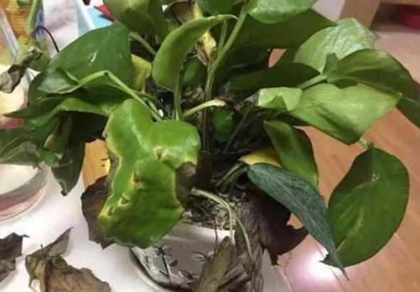 绿罗在家养有什么坏处 绿罗养殖方法和注意事项