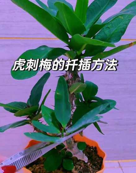 刺梅什么时间可以插枝 刺梅插枝多长时间能发芽