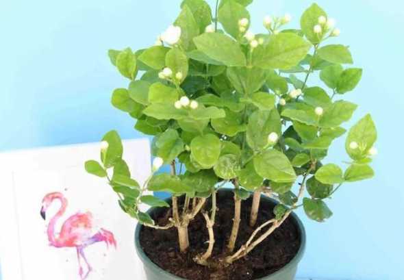 茉莉花在什么温度生长 茉莉花对生长温度有哪些要求