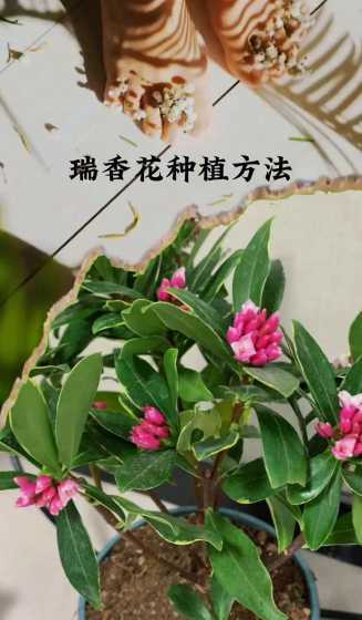 冬季养瑞香应注意什么 金边瑞香冬天的养殖方法和注意事项是什么
