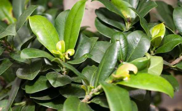 非洲茉莉用什么擦叶子 非洲茉莉的叶子软了而且垂下来了怎么办