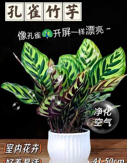 孔雀竹芋的为什么会臭 新房装修为什么会有气味