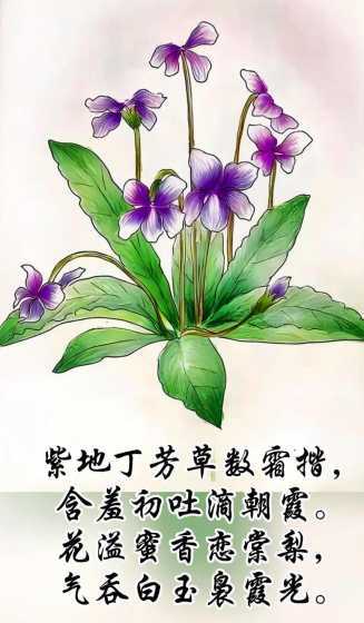 什么季节播种紫花地丁 花卉紫花地丁种子什么季节播种种植好