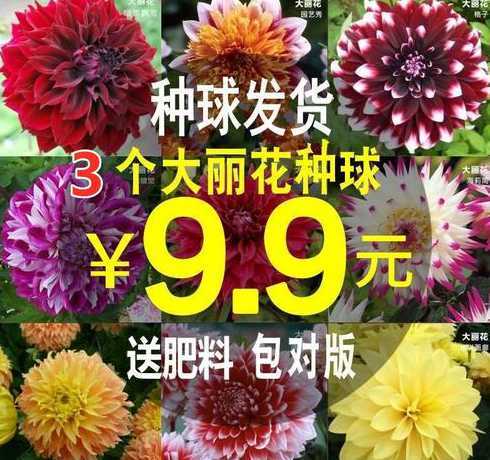 大丽花什么时间结球根 大丽花什么时候种植最好