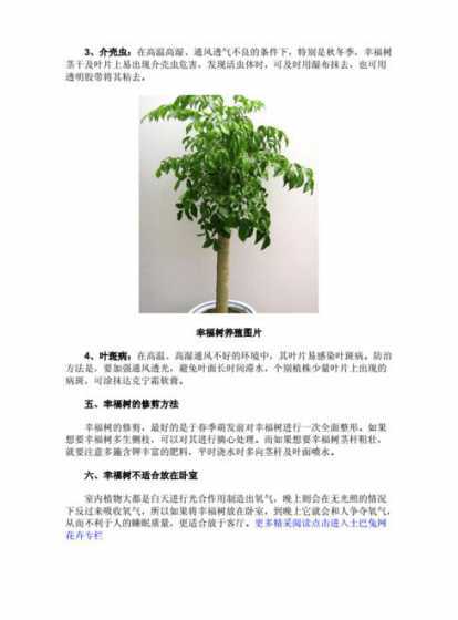 春天怎么养树上怎么养 平安树的春天养护方法