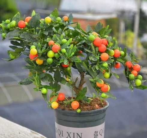 室内待果盆栽什么果好 室内果树盆栽哪个好(五种适合阳台果树盆栽介绍)