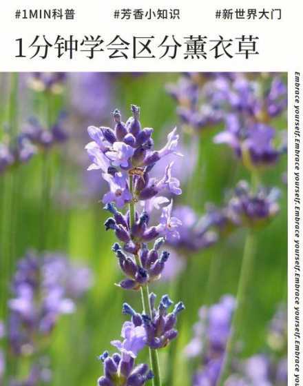 薰衣草对应的花是什么 薰衣草是花还是草