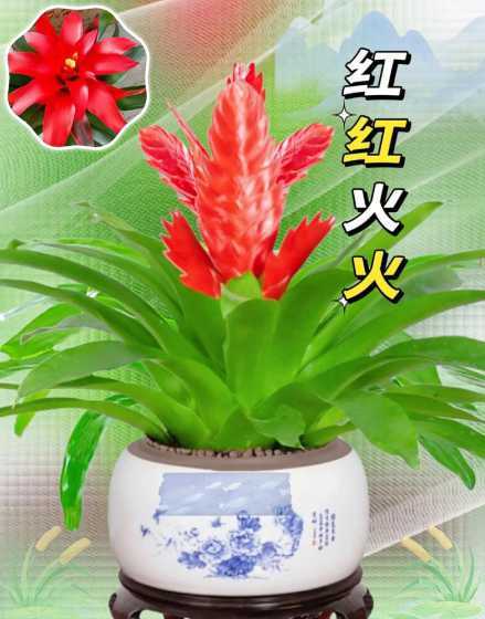 鸿运当头花语代表什么 鸿运当头的花语和寓意