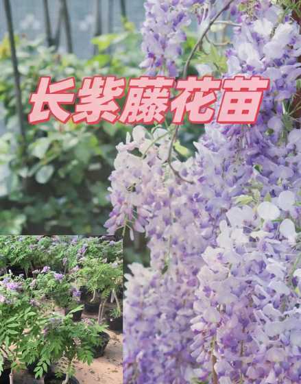 紫藤花苗什么时候种植 网上买的紫藤花苗