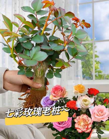 怎么样才嫁接玫瑰好嫁 玫瑰花可以嫁接吗怎样嫁接谢谢