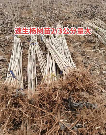 速生杨4公分的什么价 速生杨有什么意思