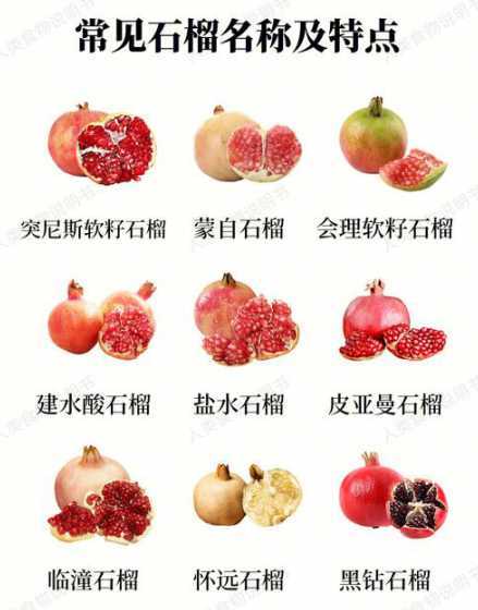 石榴籽为什么种不出来 石榴籽怎么种植方法