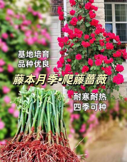 家里为什么不能种蔷薇 为什么家里不能养蔷薇