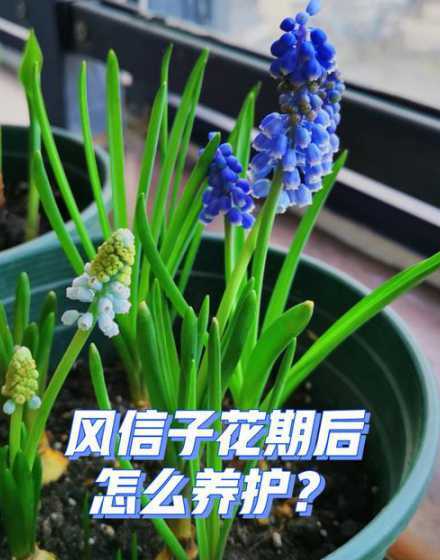 风信子开完花怎么处理 风信子开完花以后怎么处理