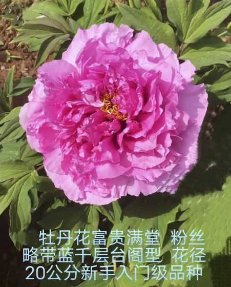 富贵牡丹的寓意是什么 牡丹的花语和寓意是什么