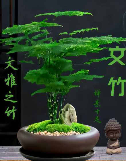 文竹有什么特别的地方 文竹最忌讳的三个地方