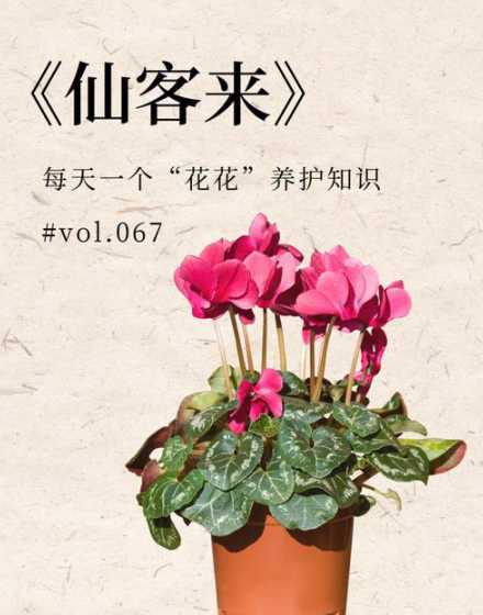 仙客来花发软怎么补救 仙客来花茎变软