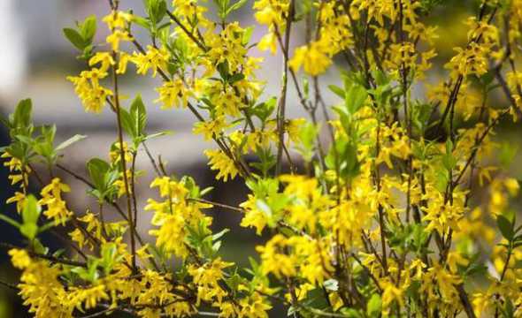 迎春的花市什么样子的 东莞迎春花市在哪里