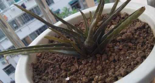芦荟干了怎么补救最快 芦荟叶片干了怎么办