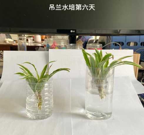 室内水培吊兰怎么过冬 水培植物冬天怎么养