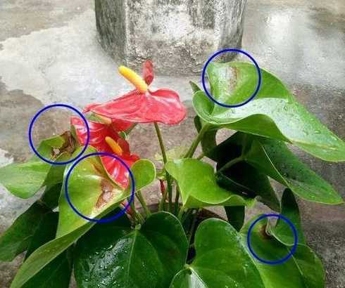 为什么有的花不能暴晒 什么花不怕太阳暴晒