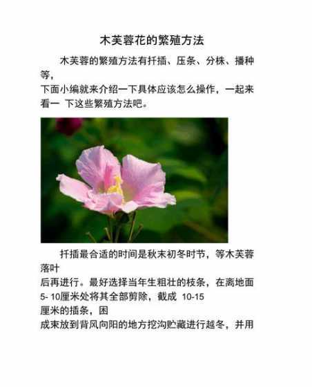 木香花怎么养殖的文章 木香花的养殖方法和注意事项