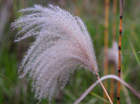 芦苇花跟什么花更搭配 芦苇花放在家中的禁忌