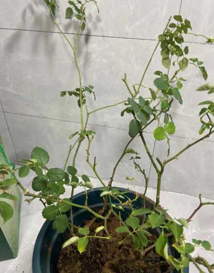 月季花根部为什么发黑 月季根发黑怎么办