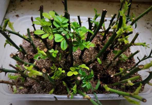 阳台草莓开花怎么管理 阳台上种的草莓为什么只长叶子不开花结果呢