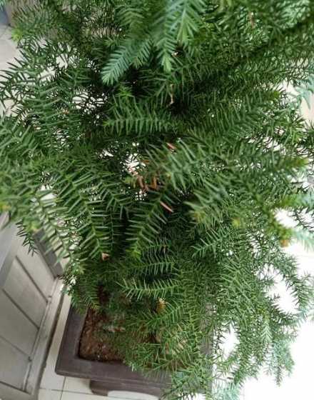 澳洲杉叶子发黄怎么办 澳洲杉叶子发黄怎么办,发黄原因与处理方法