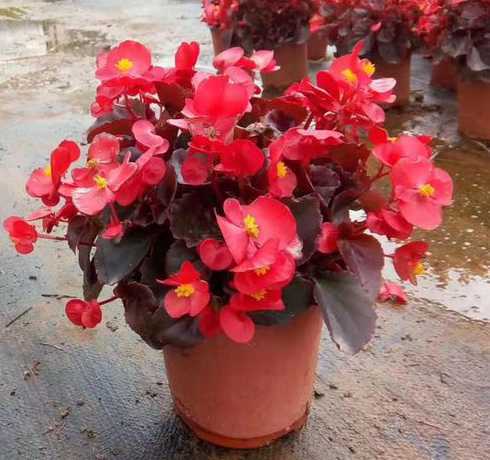 盆栽海棠在室内怎么养 海棠老桩盆栽的养殖方法