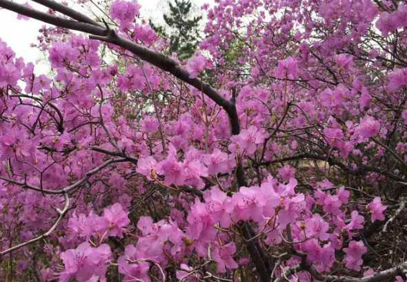 赤峰农村种的是什么花 赤峰适合种什么花城市花木有哪些