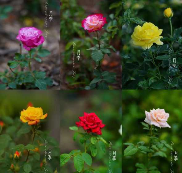 月季的花季在什么季节 玫瑰与月季有何区别