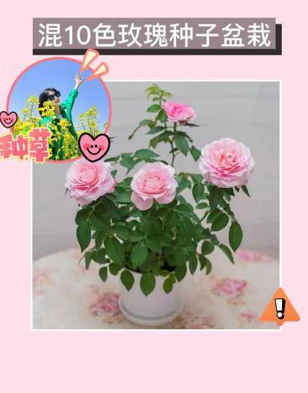 珍珠玫瑰盆栽怎么养殖 珍珠玫瑰花养殖方法 珍珠玫瑰花怎么养