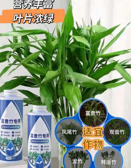 富贵竹用什么增加营养 富贵竹用什么营养液