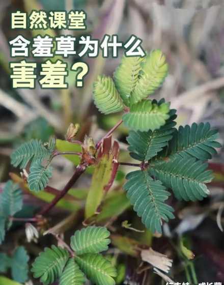 含羞草为什么会害羞1 含羞草为什么会害羞作文